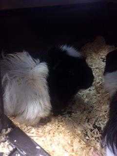 Adopt Michael Jackson a Black Guinea Pig / Guinea Pig / Mixed small animal in