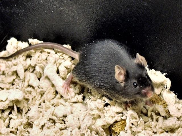 Adopt Marlon a Mouse small animal in Virginia Beach, VA (24861513)