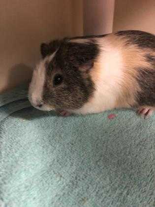 Adopt Joonie - Bonded with Momo a Tan or Beige Guinea Pig / Guinea Pig / Mixed
