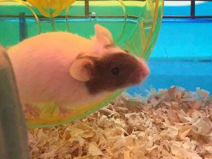 Adopt Chewbosco a White Mouse / Mixed small animal in St. Paul, MN (24707383)