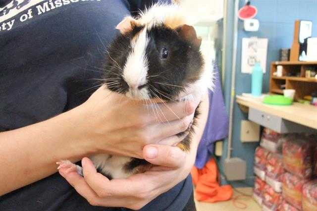 Adopt KAYDEN JR a Black Guinea Pig / Mixed small animal in St.