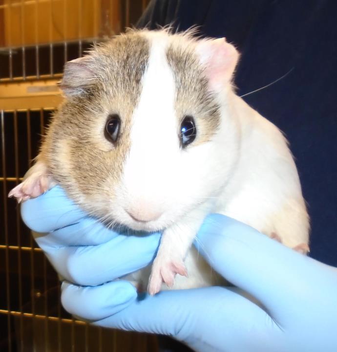 Adopt Esmerelda a Guinea Pig small animal in Raleigh, NC (24859529)