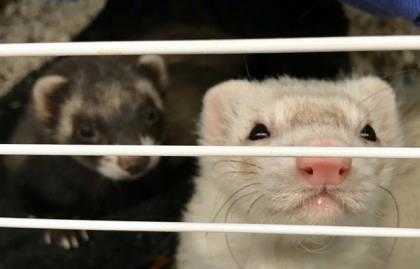 Adopt Piper a White Ferret / Ferret / Mixed small animal in Pittsfield