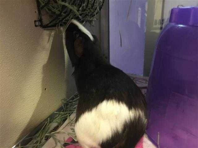 Adopt GARBAGE a Black Guinea Pig / Mixed small animal in Murray, UT (24860331)