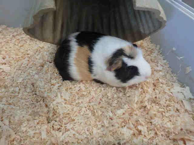 Adopt CHEDDAR a Black Guinea Pig / Mixed small animal in Chatsworth