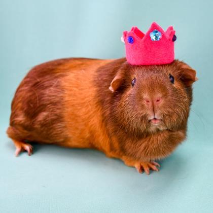 Adopt Jenny a Brown or Chocolate Guinea Pig / Guinea Pig / Mixed small animal in