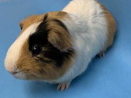 Adopt Sugar a White Guinea Pig / Mixed (short coat) small animal in Woodbury