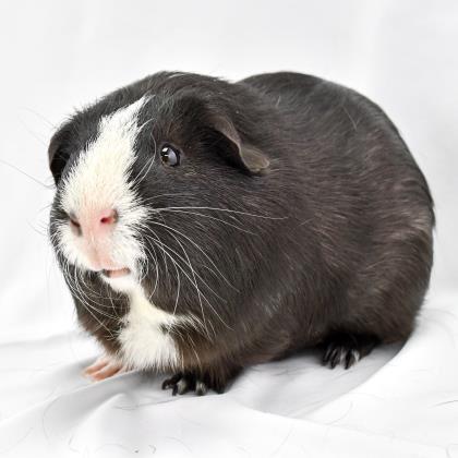 Adopt Juan a Black Guinea Pig / Mixed small animal in Largo, FL (24863429)