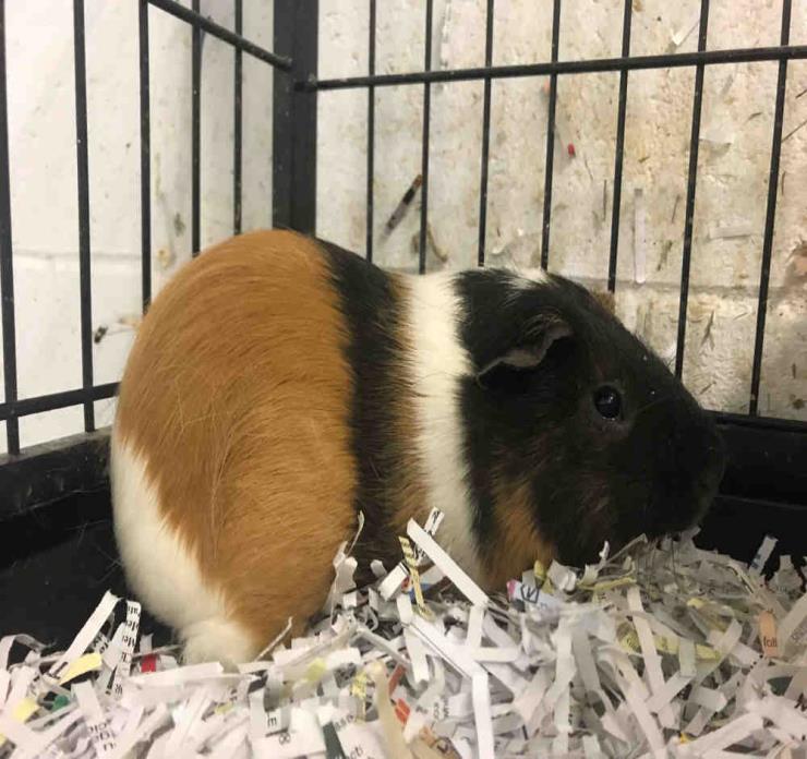 Adopt TOBY a Brown or Chocolate Guinea Pig / Mixed small animal in Peoria