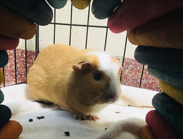 Adopt Ginger a Guinea Pig small animal in Stratham, NH (24683242)