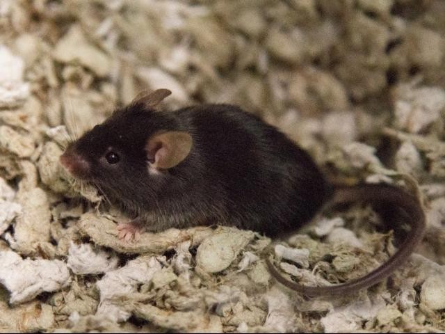 Adopt Jermaine a Mouse small animal in Virginia Beach, VA (24861512)