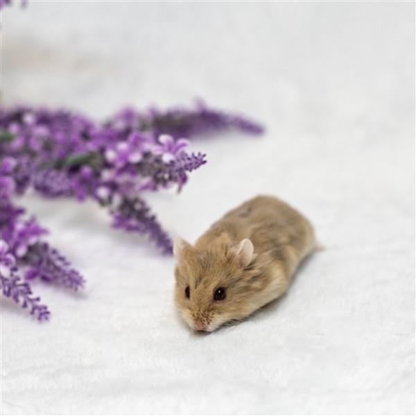 Adopt Acorn a Hamster small animal in Sterling Heights, MI (24664246)