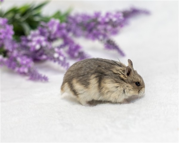 Adopt Walnut a Hamster small animal in Sterling Heights, MI (24664245)
