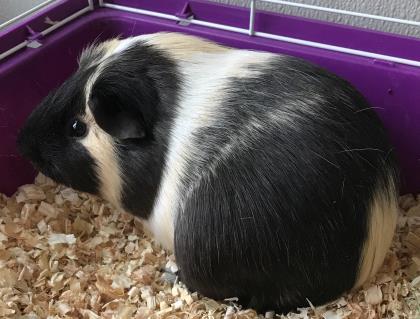 Adopt Harry a Guinea Pig