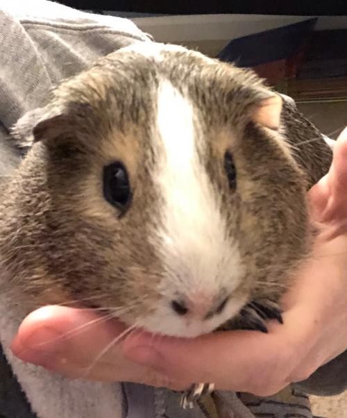 Adopt Buddy a Guinea Pig (short coat) small animal in Aurora, IL (24666571)
