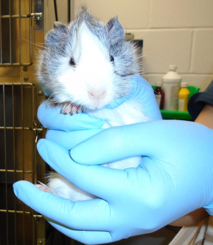 Adopt Miguel a Guinea Pig small animal in Raleigh, NC (24859533)