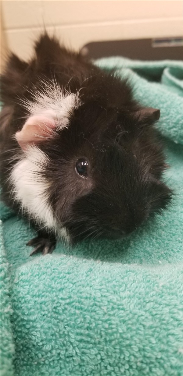 Adopt Butters a Guinea Pig small animal in Detroit, MI (24676740)