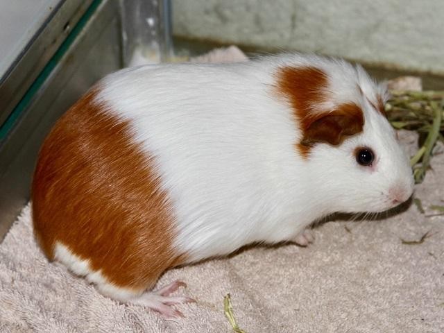 Adopt Nyla a Guinea Pig small animal in Virginia Beach, VA (24661679)