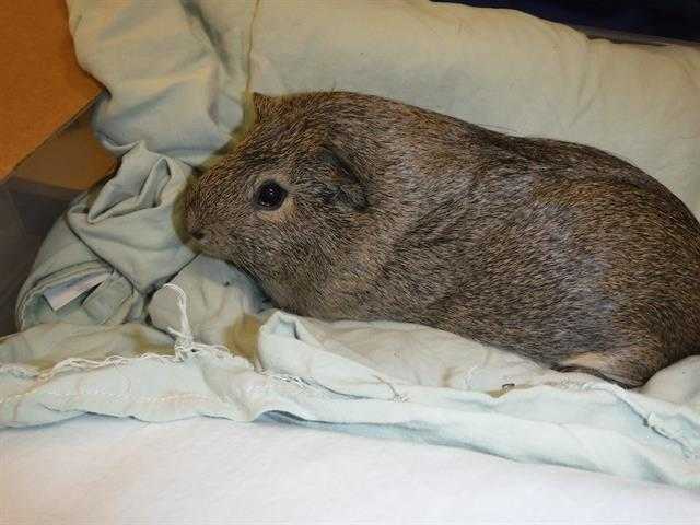 Adopt STOM a Brown or Chocolate Guinea Pig / Mixed small animal in Sanford