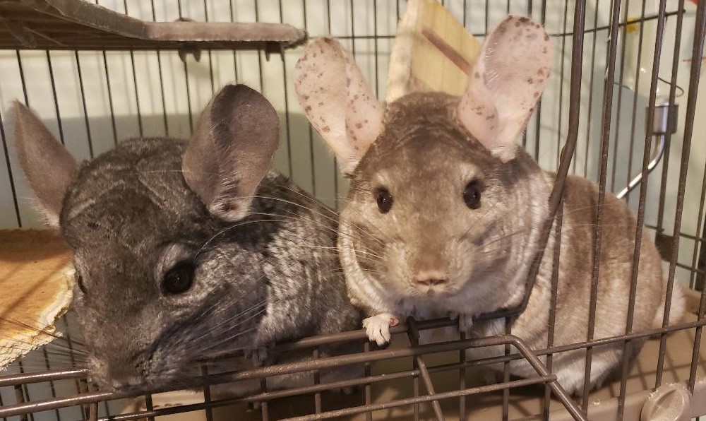 Adopt Delta & Echo - PA a Chinchilla small animal in Granby, CT (24675443)