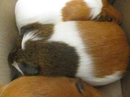 Adopt Dot a Brown or Chocolate Guinea Pig / Guinea Pig / Mixed small animal in