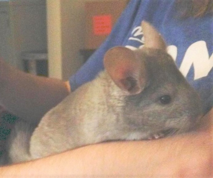 Adopt Blue - PA a Chinchilla small animal in Granby, CT (24675459)