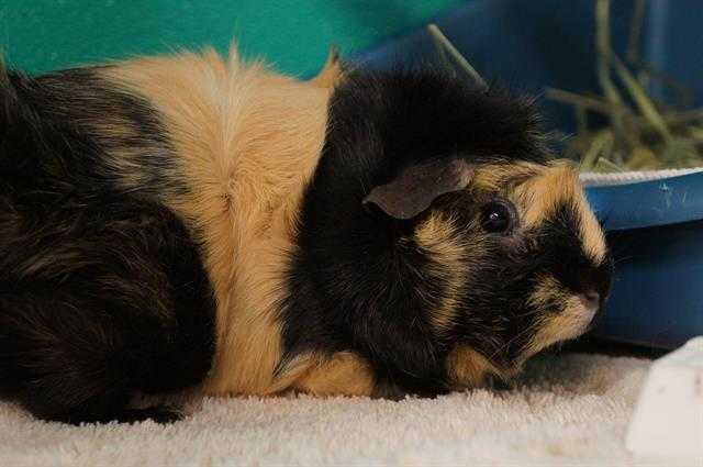 Adopt HAILEY a Brown or Chocolate Guinea Pig / Mixed small animal in Norfolk