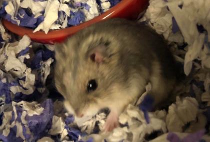 Adopt Hamball a Hamster
