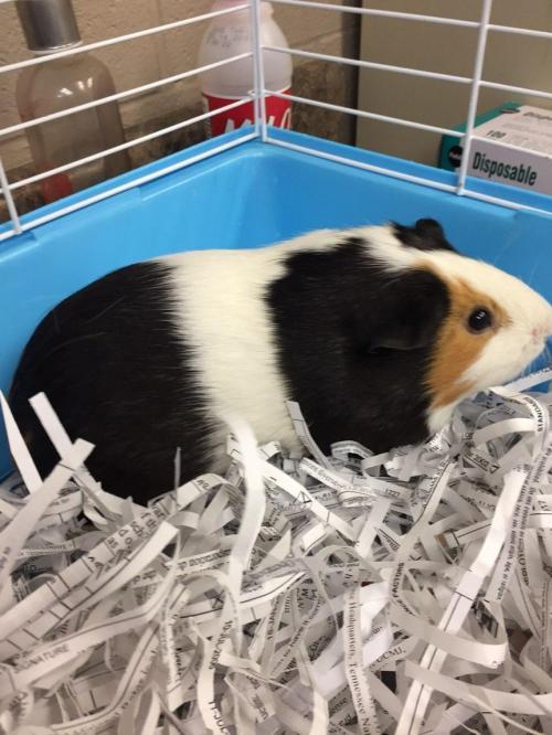 Adopt Simon a Guinea Pig