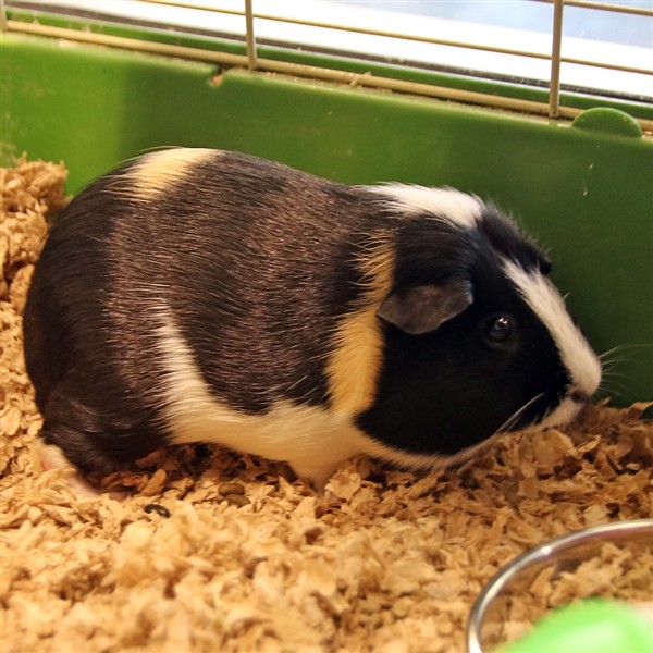 Adopt Lupita a Guinea Pig (short coat) small animal in Dallas, TX (25003329)