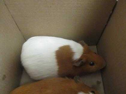 Adopt Ringo a White Guinea Pig / Guinea Pig / Mixed small animal in Irving
