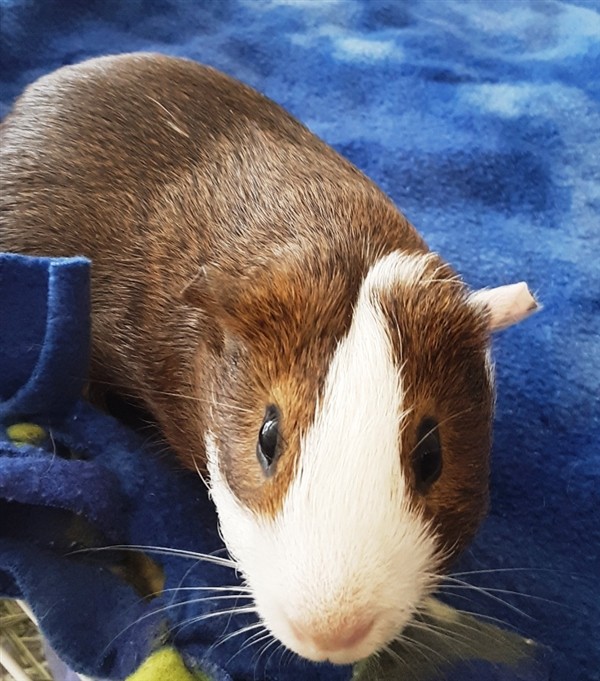 Adopt Brutus a Guinea Pig small animal in Concord, NH (24683805)