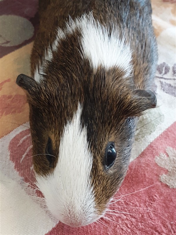 Adopt Willow a Guinea Pig small animal in Concord, NH (24683806)