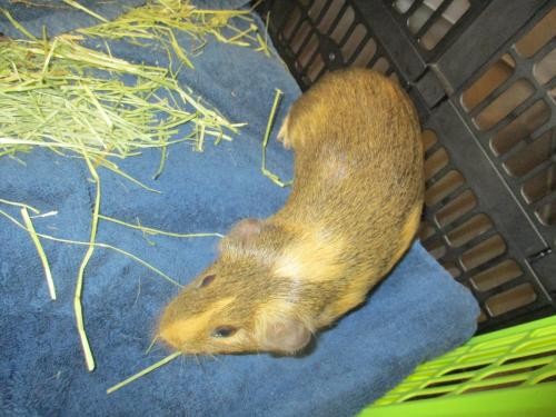 Adopt 122437 a Tan or Beige Guinea Pig (short coat) small animal in Olympia