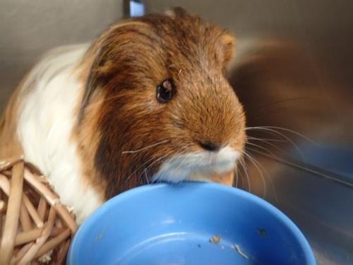 Adopt TWEAK a Guinea Pig (long coat) small animal in Fairbanks, AK (24628909)