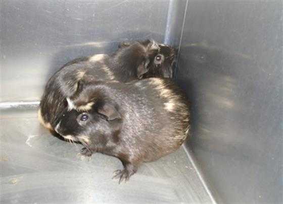 Adopt Other a Black Guinea Pig / Mixed small animal in Thousand Palms