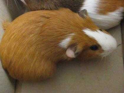 Adopt Railey a Buff Guinea Pig / Guinea Pig / Mixed small animal in Irving