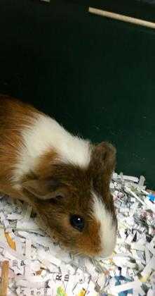 Adopt Rex a Brown or Chocolate Guinea Pig / Guinea Pig / Mixed small animal in