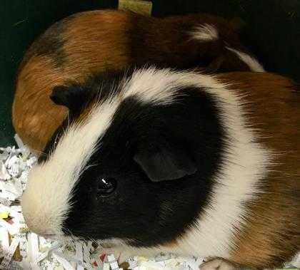 Adopt Rusty a Black Guinea Pig / Guinea Pig / Mixed small animal in