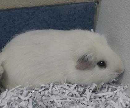 Adopt Mufasa a White Guinea Pig / Mixed small animal in DeKalb, IL (24680471)