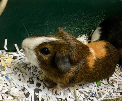 Adopt Rocko a Brown or Chocolate Guinea Pig / Guinea Pig / Mixed small animal in