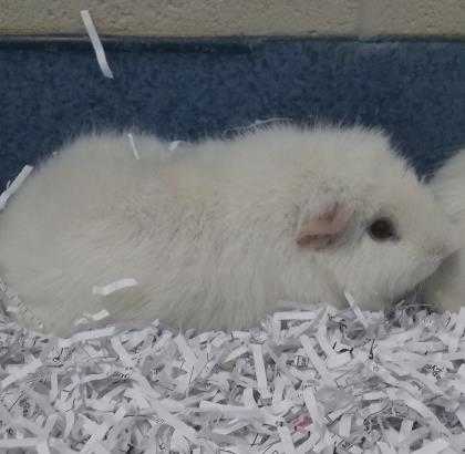 Adopt Scar a White Guinea Pig / Mixed small animal in DeKalb, IL (24680470)