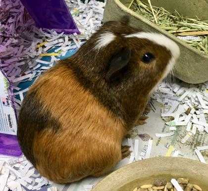 Adopt Rumble a Brown or Chocolate Guinea Pig / Guinea Pig / Mixed small animal
