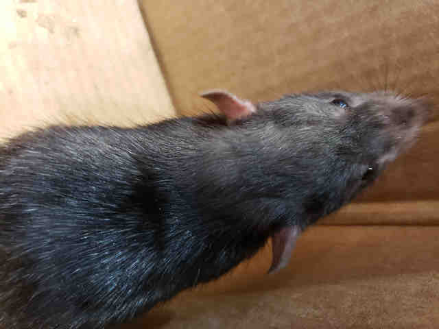 Adopt OCTAVIOUS a Rat