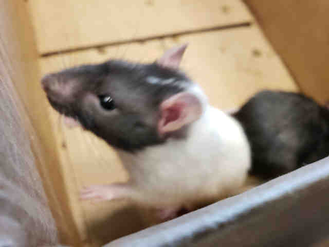 Adopt OZ a Rat