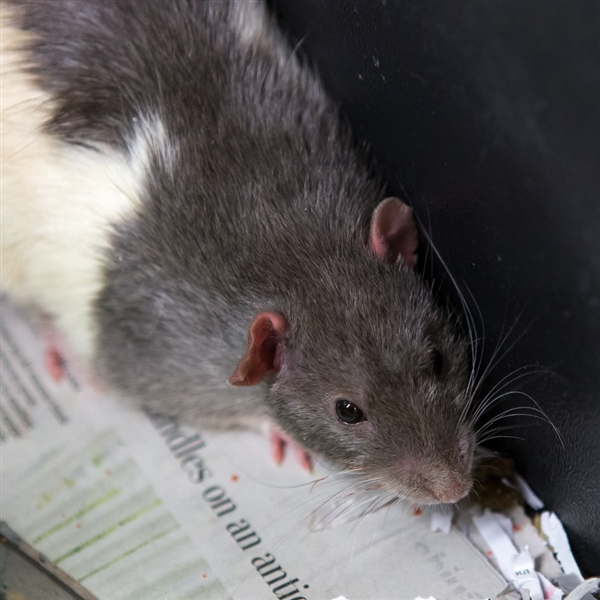 Adopt Sunshine a Rat