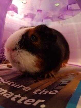 Adopt Spider Ham 25637-m a White Guinea Pig / Guinea Pig / Mixed small animal in