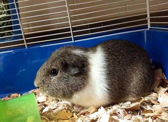 Adopt a Black Guinea Pig / Mixed small animal in Chapel Hill, NC (24626812)