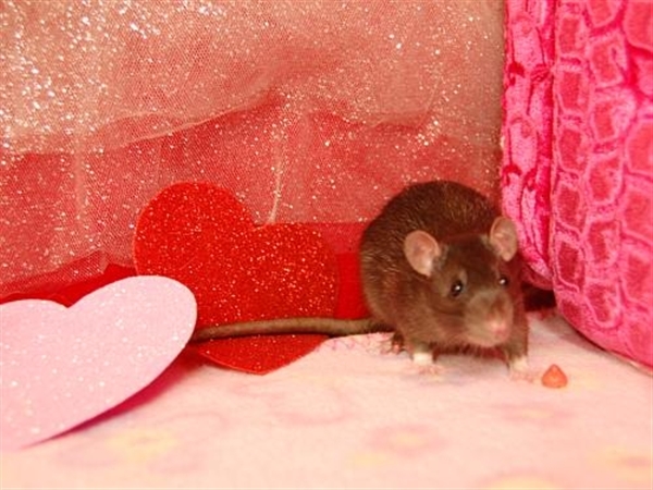 Adopt Goober a Rat