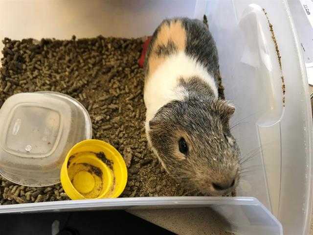 Adopt CHUNKIE a Silver or Gray Guinea Pig / Mixed small animal in Denver